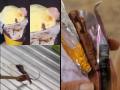 Fried Frog, Blade, Finger And Other Weird Things Found In Food Items In The Last One Week! - Hindi News | Fried Frog, Blade, Finger And Other Weird Things Found In Food Items In The Last One Week! | Latest social-viral News at Lokmattimes.com
