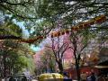 Bengaluru turns pink as trumpet trees blossom - Hindi News | Bengaluru turns pink as trumpet trees blossom | Latest lifestyle News at Lokmattimes.com