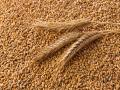 Government Sets Modest Target of 30-32 Million Tonnes for Wheat Procurement in 2024-25 Season - Hindi News | Government Sets Modest Target of 30-32 Million Tonnes for Wheat Procurement in 2024-25 Season | Latest national News at Lokmattimes.com