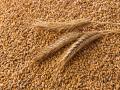 Wheat Procurement Surpasses Previous Year's Total with Strong Contributions from Northern States - Hindi News | Wheat Procurement Surpasses Previous Year's Total with Strong Contributions from Northern States | Latest national News at Lokmattimes.com