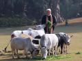 PM Modi Feeds Cows on Makar Sankranti at His Residence in Delhi, See Pics - Hindi News | PM Modi Feeds Cows on Makar Sankranti at His Residence in Delhi, See Pics | Latest national News at Lokmattimes.com