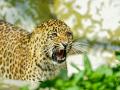 UP Shocker: 8-Year-Old Boy Killed in Leopard Attack Near Katarniaghat Wildlife Sanctuary; Villagers Stage Protest - Hindi News | UP Shocker: 8-Year-Old Boy Killed in Leopard Attack Near Katarniaghat Wildlife Sanctuary; Villagers Stage Protest | Latest national News at Lokmattimes.com