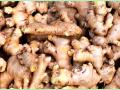 Maharashtra: Ginger prices increase after arrival of monsoon - Hindi News | Maharashtra: Ginger prices increase after arrival of monsoon | Latest maharashtra News at Lokmattimes.com