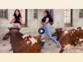 VIDEO! Girl making Insta Reel gets attacked by bull - Hindi News | VIDEO! Girl making Insta Reel gets attacked by bull | Latest social-viral News at Lokmattimes.com