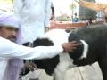 Bakrid 2024: Goat with Moon Symbol on Stomach on Sale for Rs 2 Lakh in Rajasthan Ahead of Eid-al-Adha (Watch Video) - Hindi News | Bakrid 2024: Goat with Moon Symbol on Stomach on Sale for Rs 2 Lakh in Rajasthan Ahead of Eid-al-Adha (Watch Video) | Latest national News at Lokmattimes.com