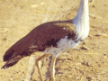 Karnataka Siruguppa can become a breeding centre for endangered Great Indian Bustards - Hindi News | Karnataka Siruguppa can become a breeding centre for endangered Great Indian Bustards | Latest national News at Lokmattimes.com