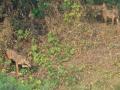 Navi Mumbai: Golden Jackal Sightings Surge in Kharghar, Raising Wildlife Concerns - Hindi News | Navi Mumbai: Golden Jackal Sightings Surge in Kharghar, Raising Wildlife Concerns | Latest navi-mumbai News at Lokmattimes.com