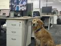 Golden Retriever Dog Appointed as CHO by Hyderabad Startup, Wins Hearts on the Internet - Hindi News | Golden Retriever Dog Appointed as CHO by Hyderabad Startup, Wins Hearts on the Internet | Latest social-viral News at Lokmattimes.com