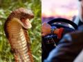 Varanasi: King Cobra crawls inside moving car..what happened next - Hindi News | Varanasi: King Cobra crawls inside moving car..what happened next | Latest national News at Lokmattimes.com