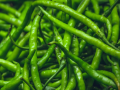 After Tomatoes, Green Chilli Prices Soar to Rs. 400 Per KG - Hindi News | After Tomatoes, Green Chilli Prices Soar to Rs. 400 Per KG | Latest national News at Lokmattimes.com