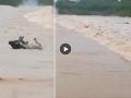Gujarat Floods: 15 Cows Washed Away in Floodwaters in Kutch; Many Villages Submerged (Watch Video) - Hindi News | Gujarat Floods: 15 Cows Washed Away in Floodwaters in Kutch; Many Villages Submerged (Watch Video) | Latest national News at Lokmattimes.com