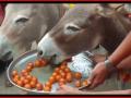 Viral Video: Donkeys in Madhya Pradesh Given Feast of Gulab Jamuns to Please Rain Gods - Hindi News | Viral Video: Donkeys in Madhya Pradesh Given Feast of Gulab Jamuns to Please Rain Gods | Latest social-viral News at Lokmattimes.com