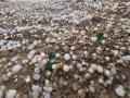 Hailstorm Wreaks Havoc in Rajasthan: Severe Ice Storm Devastates Crops in Nagaur (Watch Video) - Hindi News | Hailstorm Wreaks Havoc in Rajasthan: Severe Ice Storm Devastates Crops in Nagaur (Watch Video) | Latest national News at Lokmattimes.com