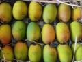 Mumbai: Hapus Mangoes Arrive in Vashi APMC Market; Price Details Inside - Hindi News | Mumbai: Hapus Mangoes Arrive in Vashi APMC Market; Price Details Inside | Latest maharashtra News at Lokmattimes.com