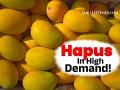 Mango Prices Dip Ahead of Akshaya Tritiya, Boosting Festive Sales in Solapur - Hindi News | Mango Prices Dip Ahead of Akshaya Tritiya, Boosting Festive Sales in Solapur | Latest maharashtra News at Lokmattimes.com