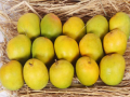 Navi Mumbai: Hapus Mangoes Arrive in Vashi Market with Prices Ranging from Rs 7,000 to Rs 12,000 - Hindi News | Navi Mumbai: Hapus Mangoes Arrive in Vashi Market with Prices Ranging from Rs 7,000 to Rs 12,000 | Latest navi-mumbai News at Lokmattimes.com