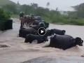 Gujarat Rains: Herd of Buffaloes Swept Away in Floodwaters in Porbandar's Kutiyana Area (Watch Video) - Hindi News | Gujarat Rains: Herd of Buffaloes Swept Away in Floodwaters in Porbandar's Kutiyana Area (Watch Video) | Latest national News at Lokmattimes.com
