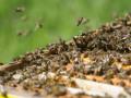 Bee Attack in Pune: 10 Injured as Swarm of Bees Stings Visitors and Officials at Shivneri Fort - Hindi News | Bee Attack in Pune: 10 Injured as Swarm of Bees Stings Visitors and Officials at Shivneri Fort | Latest pune News at Lokmattimes.com