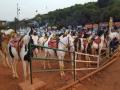Going to Mahabaleshwar? Don't ride those horses. Read Why - Hindi News | Going to Mahabaleshwar? Don't ride those horses. Read Why | Latest maharashtra News at Lokmattimes.com