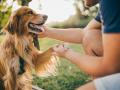 Pets necessary for human beings to lead healthy life, fulfill emotional deficit due to broken relationships: Court - Hindi News | Pets necessary for human beings to lead healthy life, fulfill emotional deficit due to broken relationships: Court | Latest maharashtra News at Lokmattimes.com