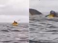 US: Chilling Video of Humpback Whale Nearly Swallowing Kayaker in Chilean Patagonia Goes Viral - Hindi News | US: Chilling Video of Humpback Whale Nearly Swallowing Kayaker in Chilean Patagonia Goes Viral | Latest international News at Lokmattimes.com