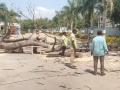 Hyderabad: Man Crushed to Death, Wife Injured After Tree Falls on Them in Bolaram - Hindi News | Hyderabad: Man Crushed to Death, Wife Injured After Tree Falls on Them in Bolaram | Latest national News at Lokmattimes.com