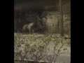 Hyena Spotted in Pune: Wild Animal Seen Roaming on Road in Dhanori, Video Surfaces - Hindi News | Hyena Spotted in Pune: Wild Animal Seen Roaming on Road in Dhanori, Video Surfaces | Latest maharashtra News at Lokmattimes.com