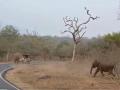 Tamil Nadu: Tourists Have Lucky Escape As Wild Elephant Chases Them (Watch Video) - Hindi News | Tamil Nadu: Tourists Have Lucky Escape As Wild Elephant Chases Them (Watch Video) | Latest social-viral News at Lokmattimes.com