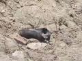 Jammu and Kashmir: IED Found Near Selfie Point on Nagrota National Highway 44, Defused (Watch Video) - Hindi News | Jammu and Kashmir: IED Found Near Selfie Point on Nagrota National Highway 44, Defused (Watch Video) | Latest national News at Lokmattimes.com