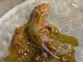 Mumbai: FIR against Bandra's Papa Pancho restaurant after rat remains found in chicken dish - Hindi News | Mumbai: FIR against Bandra's Papa Pancho restaurant after rat remains found in chicken dish | Latest maharashtra News at Lokmattimes.com