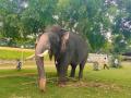 Mysuru Dasara elephant Arjuna dies during rescue operation - Hindi News | Mysuru Dasara elephant Arjuna dies during rescue operation | Latest national News at Lokmattimes.com