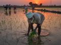 Palghar: 18,869 farmers lost crops and agri produce due to unseasonal rains - Hindi News | Palghar: 18,869 farmers lost crops and agri produce due to unseasonal rains | Latest maharashtra News at Lokmattimes.com