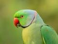 Crop Ruined by Parrots is 'Damage by Wild Animals', says HC; Gives Relief - Hindi News | Crop Ruined by Parrots is 'Damage by Wild Animals', says HC; Gives Relief | Latest national News at Lokmattimes.com