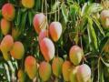 Nagpur: Five Arrested for Stealing 330 kg Mangoes from Moving Truck - Hindi News | Nagpur: Five Arrested for Stealing 330 kg Mangoes from Moving Truck | Latest nagpur News at Lokmattimes.com