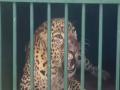 Male Leopard Captured In Bengaluru Using Thermal Drones After Week of Chaos in Electronic City - Hindi News | Male Leopard Captured In Bengaluru Using Thermal Drones After Week of Chaos in Electronic City | Latest national News at Lokmattimes.com