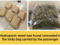 Mumbai Customs Seize Hydroponic Weed Worth Rs 16.75 Crore at CSMI Airport, 8 Arrested - Hindi News | Mumbai Customs Seize Hydroponic Weed Worth Rs 16.75 Crore at CSMI Airport, 8 Arrested | Latest mumbai News at Lokmattimes.com