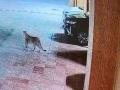 Leopard Spotted in Malad: Big Cat Seen in Housing Society; CCTV Footage Triggers Panic Among Residents - Hindi News | Leopard Spotted in Malad: Big Cat Seen in Housing Society; CCTV Footage Triggers Panic Among Residents | Latest mumbai News at Lokmattimes.com