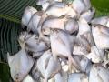 Silver pomfret declared ‘state fish’ of Maharashtra - Hindi News | Silver pomfret declared ‘state fish’ of Maharashtra | Latest maharashtra News at Lokmattimes.com