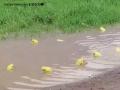 Video: Rare Yellow Frogs Spotted After Heavy Rainfall in Andhra Pradesh's Atmakur - Hindi News | Video: Rare Yellow Frogs Spotted After Heavy Rainfall in Andhra Pradesh's Atmakur | Latest national News at Lokmattimes.com