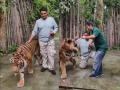 Indian Man Attacked by Tiger in Thailand While Filming Instagram Reel; What Went Wrong? - Hindi News | Indian Man Attacked by Tiger in Thailand While Filming Instagram Reel; What Went Wrong? | Latest social-viral News at Lokmattimes.com