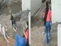 Indore: Girl Attacked Twice by Stray Dogs, Saved by Bystander; Shocking Footage Goes Viral - Hindi News | Indore: Girl Attacked Twice by Stray Dogs, Saved by Bystander; Shocking Footage Goes Viral | Latest national News at Lokmattimes.com