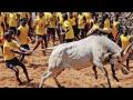 Jallikattu 2024: Bull in Tamil Nadu’s Virudhunagar District Understands Telugu and Tamil - Hindi News | Jallikattu 2024: Bull in Tamil Nadu’s Virudhunagar District Understands Telugu and Tamil | Latest national News at Lokmattimes.com