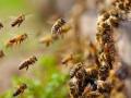 Bee Attack in Lucknow: 50 Injured After Bees Attack People During Cremation - Hindi News | Bee Attack in Lucknow: 50 Injured After Bees Attack People During Cremation | Latest social-viral News at Lokmattimes.com