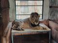 Mumbai: Sanjay Gandhi National Park’s oldest lion Jespa passes away - Hindi News | Mumbai: Sanjay Gandhi National Park’s oldest lion Jespa passes away | Latest maharashtra News at Lokmattimes.com