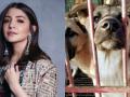 Anushka Sharma raises her voice against China's dog meat fair and animal cruelty - Hindi News | Anushka Sharma raises her voice against China's dog meat fair and animal cruelty | Latest entertainment News at Lokmattimes.com