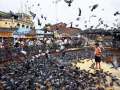 Mumbai: Pigeons' Droppings Are A Threat to Public Health, State Orders Closure of All Kabootar Khanas - Hindi News | Mumbai: Pigeons' Droppings Are A Threat to Public Health, State Orders Closure of All Kabootar Khanas | Latest mumbai News at Lokmattimes.com