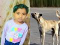 Maharashtra: 6-Year-Old Girl Dies After Stray Dog Attack in Sangli - Hindi News | Maharashtra: 6-Year-Old Girl Dies After Stray Dog Attack in Sangli | Latest maharashtra News at Lokmattimes.com