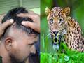 Satara: Youth Attacked by Leopard in Karad - Hindi News | Satara: Youth Attacked by Leopard in Karad | Latest maharashtra News at Lokmattimes.com
