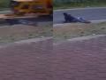 CCTV Footage Shows Man Seriously Injured After Crane Runs Over Him in Perampalli, Karnataka (Video) - Hindi News | CCTV Footage Shows Man Seriously Injured After Crane Runs Over Him in Perampalli, Karnataka (Video) | Latest national News at Lokmattimes.com