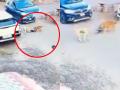 Karnataka Dog Attack: 3-Year-old Attacked and Drag By Stray Dog in Vijayapura (Watch Video) - Hindi News | Karnataka Dog Attack: 3-Year-old Attacked and Drag By Stray Dog in Vijayapura (Watch Video) | Latest national News at Lokmattimes.com